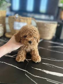 tiny poodle 