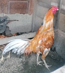 Sepasang Ayam Cantik 2