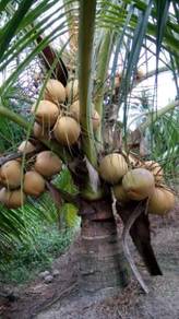 Benih kelapa SGGORI & buah kelapa tua sgg merah