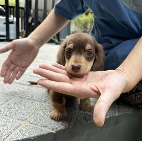 MINIATURE DACHSHUND Puppies D139 Rabbit Size