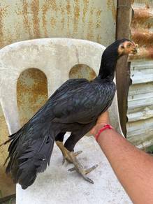 ayam aseel parrotbeak
