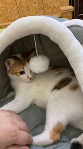 Cat For Adoption