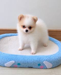 Pomeranian Parti Tiny Male Puppy