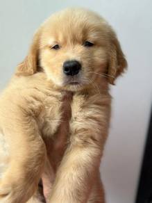 Golden Rettiver l