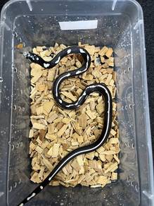 aberrant king snake