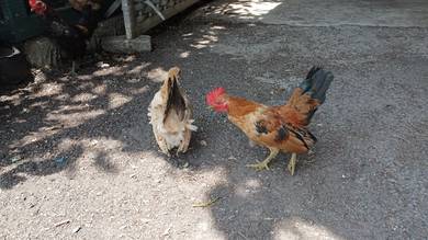 Ayam Serama 