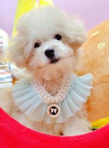 Maltipoo