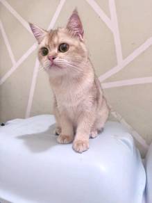 British Shorthair (BSH) golden
