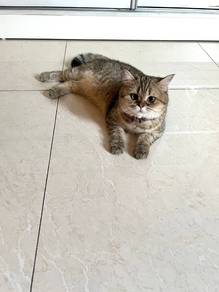 Bristish Shorthair Golden Shaded 🐱🐱🐱