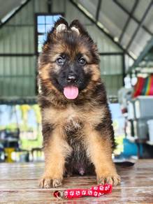 German sperherd