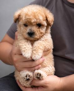 Toy poodle 