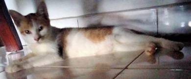kucing biasa