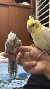 Cockatiel jinak