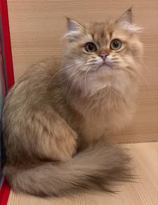British Long Hair Golden