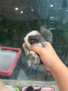 Holland lop