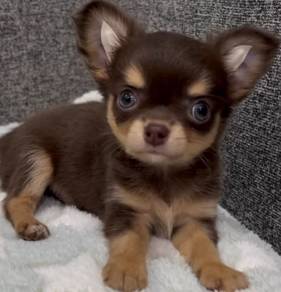CHIHUAHUA PUPPIES VIP46🌷Head Apple Cute Dog