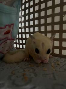 Sugar Glider Creamino