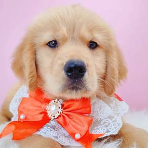 GOLDEN Retriever