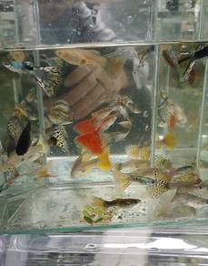 Jumbo size guppy breeder set