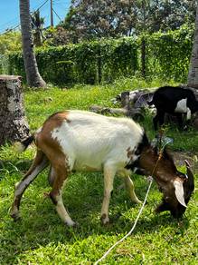 kambing jantan