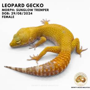 Leopard Gecko Malaysia Jb Sunglow Tremper  