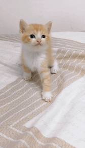 cat kitten
