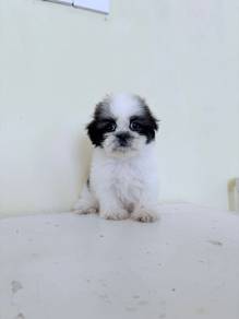 Adorable Shih Tzu Female