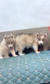 Husky wooly puppies big bone