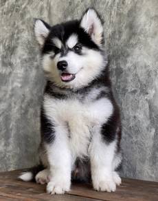 SIBERIAN HUSKY PUPPIES 🌻179 Male-Female
