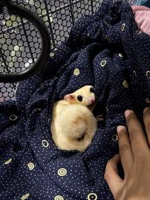 Sugar Glider leu