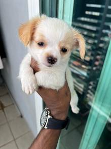 Chihuahua now available _1