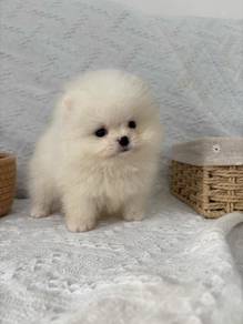 QW9077 Tiny Pomeranian little cream white puppy