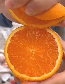 Live Plant Blood orange 6 years plants