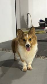 Corgi