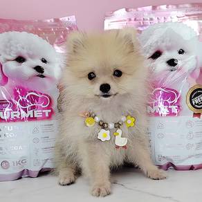 Pomeranian