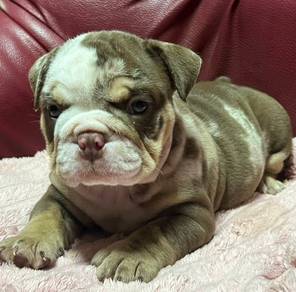 ENGLISH BULLDOG PUPPIES  Male C041