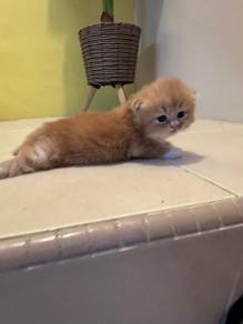 Mother & Kitten for rehoma