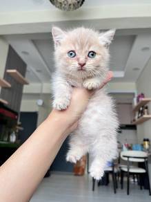 BSH Munchkin Supershort (Female)