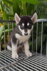 wooly husky