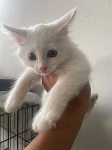 MaineCoon Mix