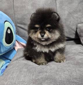 POMERANIAN PUPPIES P133 available cute cute Male