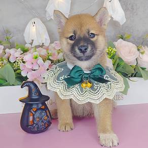 Shiba Inu