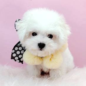 Bichon