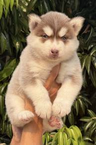 FLUFFY 🌻204 HUSKY WOOLY PUPPIES Boy~Girl