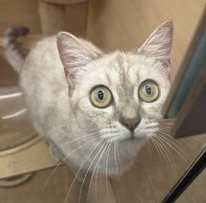 DSH cat available 