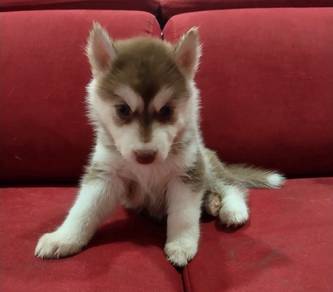 URGENT! Husky Puppies For Sale(Serious Buyers)