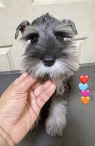 SCHNAUZER MINIATURE PUPPIES VIP75 🌻 雪纳瑞 Male