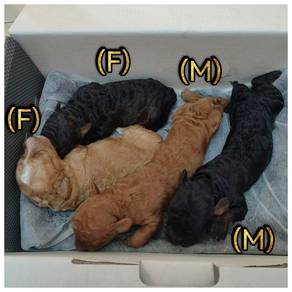 Toy poodle