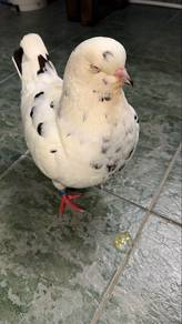 merpati shaw king betina induk