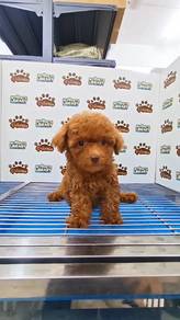 Tiny Toy Poodle Brown Male KL pet shop can visit